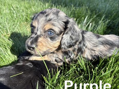 Miniature dachshund puppies