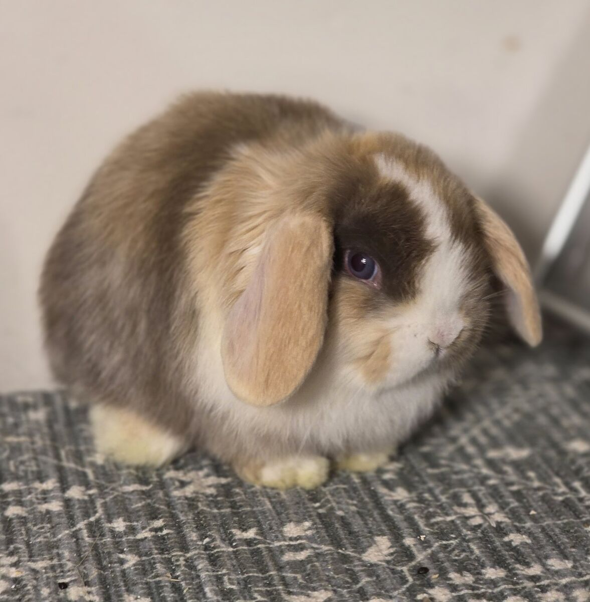 Holland Lop Bunnies