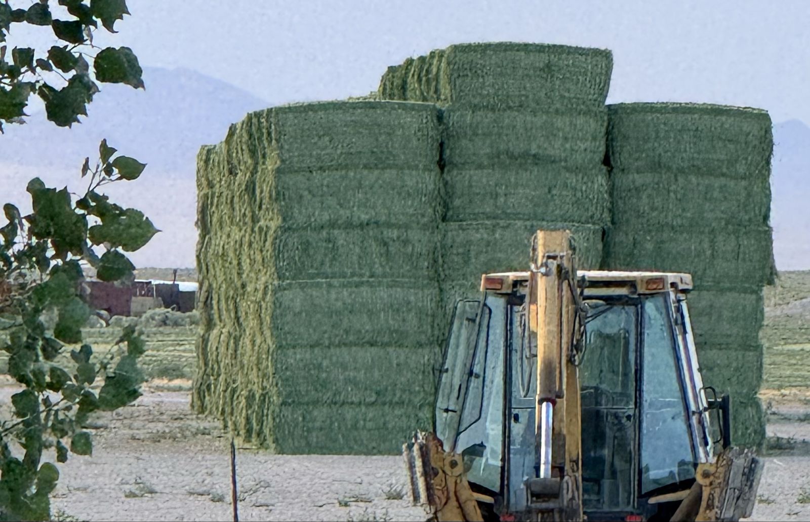 Alfalfa 3x4x8 Clean Green