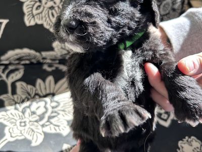 Golden/ Sheepadoodle puppies