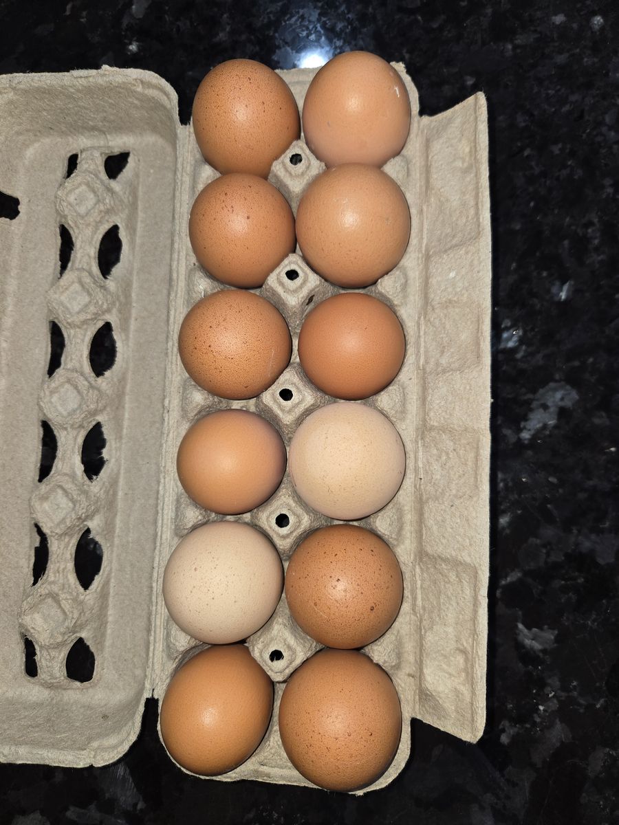 Fresh Brown Eggs