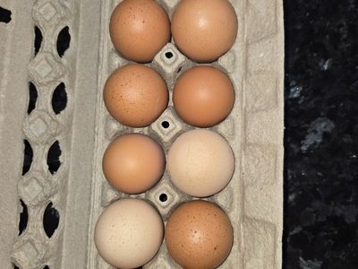Fresh Brown Eggs
