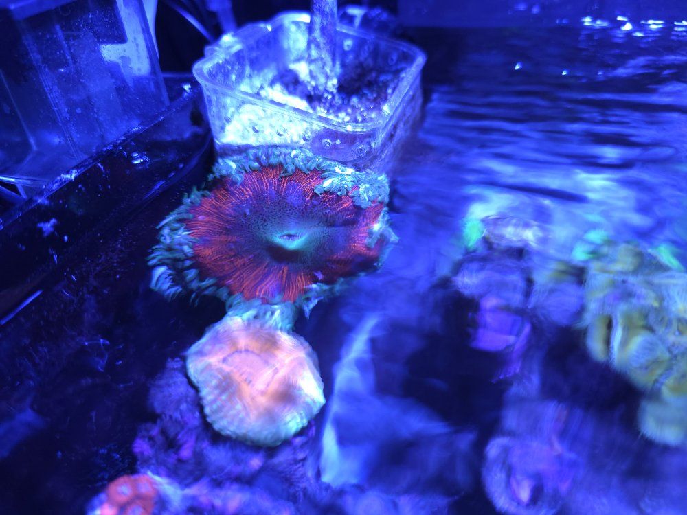 flower Anomone