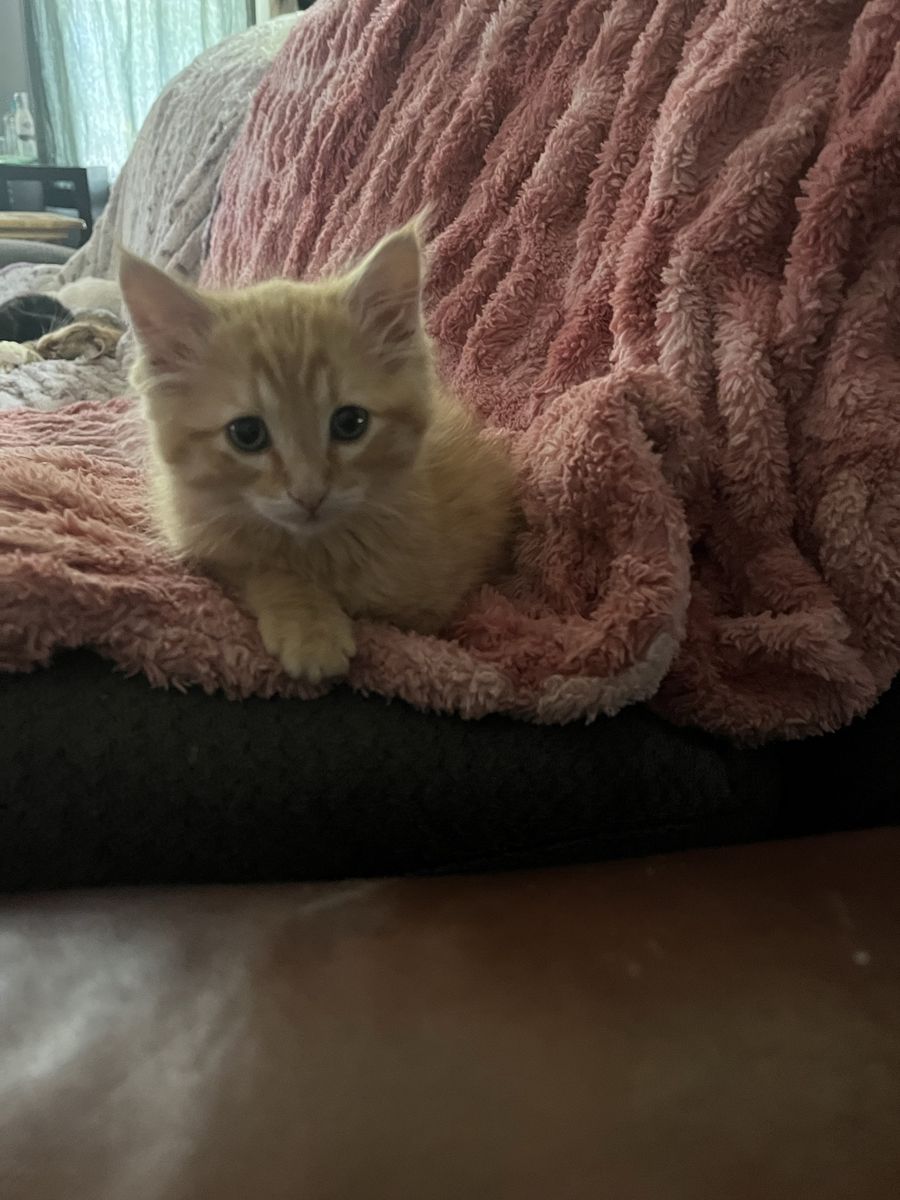 Hypoallergenic Russian Blue siberian Mix Kittens!!