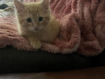 Hypoallergenic Russian Blue siberian Mix Kittens!!