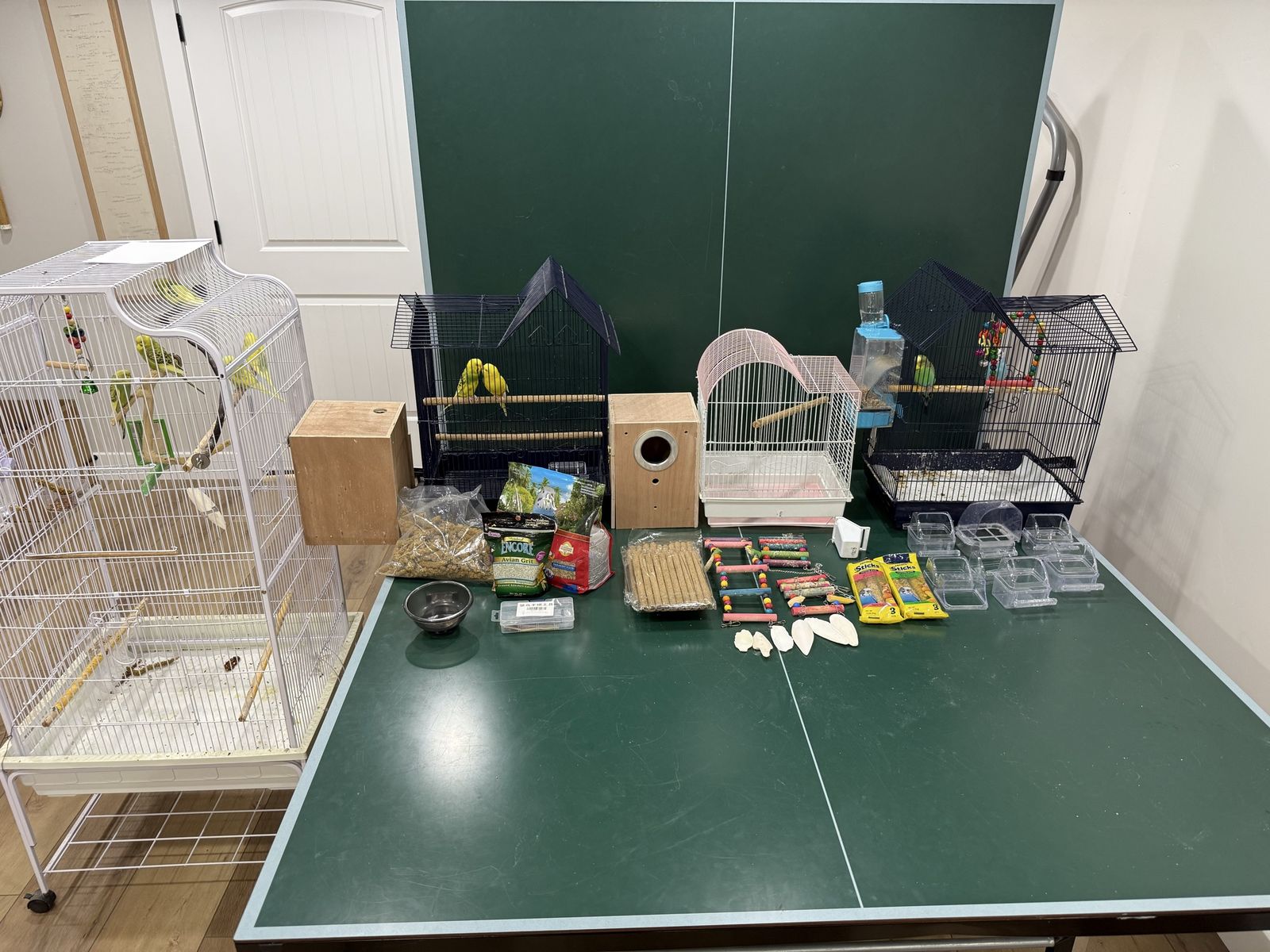 Parakeets with 4 Cages, 2 Nesting Boxes, Food & Accessories - Complete Setup