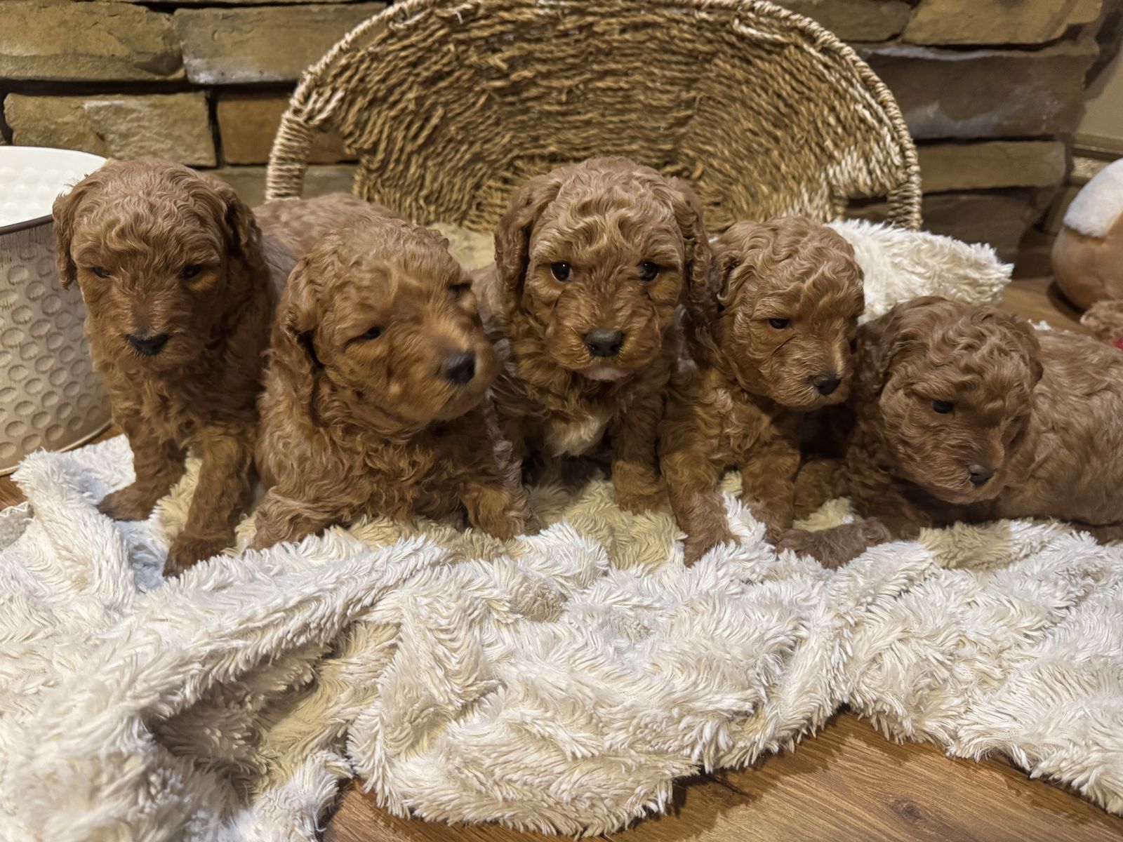 Mini Goldendoodle Puppies - Ready August 9th