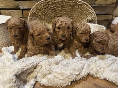 Mini Goldendoodle Puppies - Ready August 9th