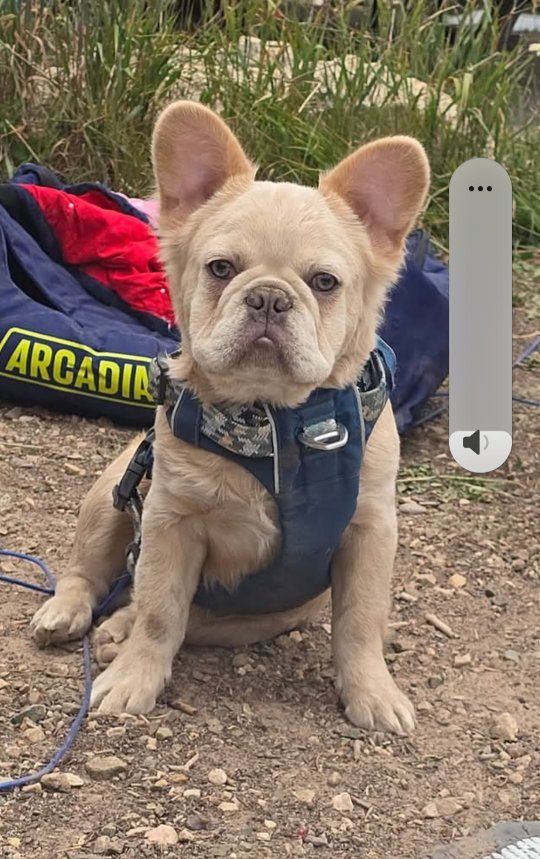 Fluffy Frenchie STUD