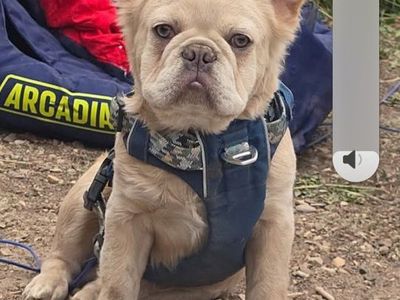 Fluffy Frenchie STUD