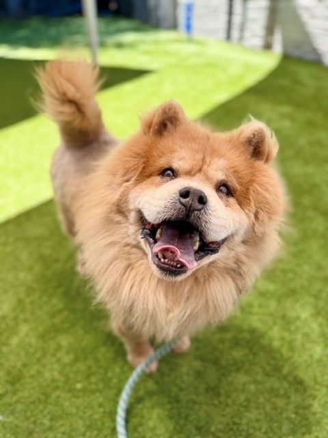 A163121 Safari is Available for Adoption!