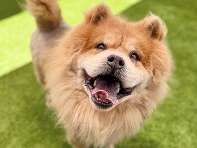 A163121 Safari is Available for Adoption!