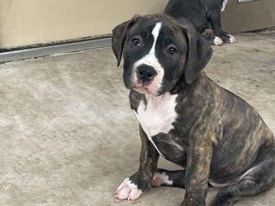 11-Week-Old Pit Bull Puppies