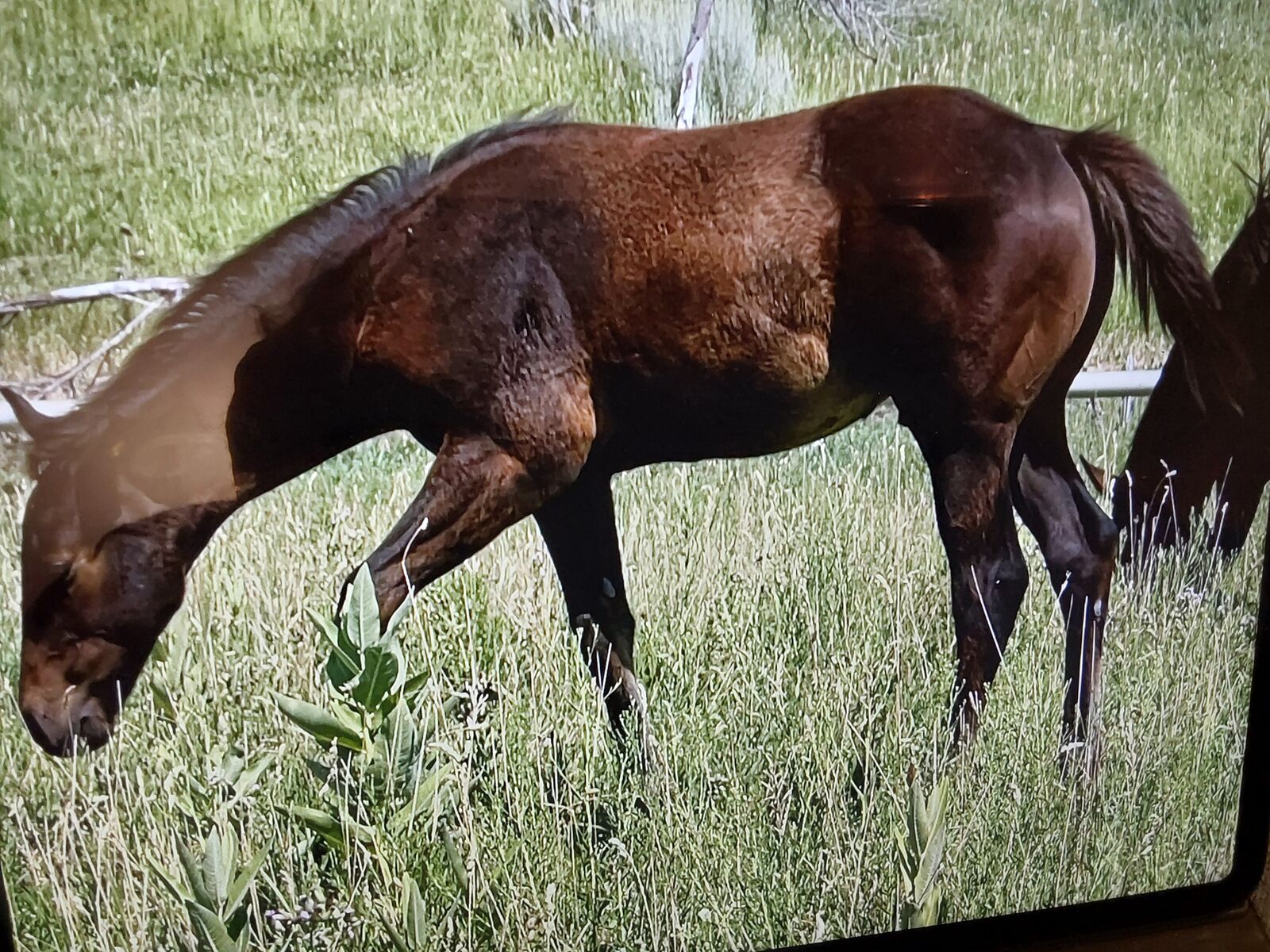 Coming yearling stud colt super bred