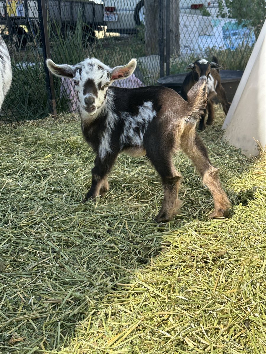 Nigerian Dwarf Babies!