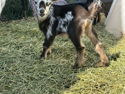 Nigerian Dwarf Babies!