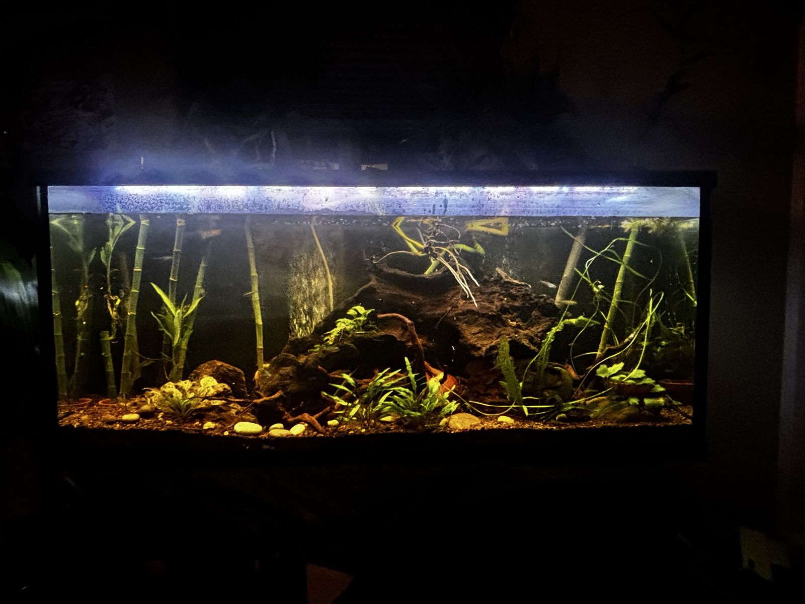75 gallon planted aquarium