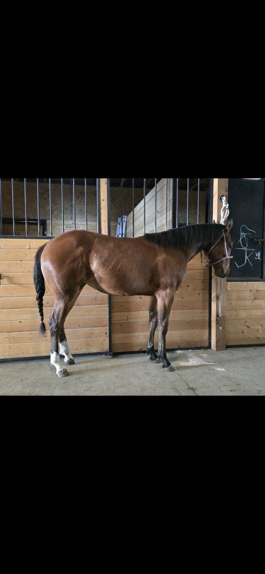 Rey / Cat Bred 2yo Rope Horse/Broodmare Prospect