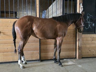 Rey / Cat Bred 2yo Rope Horse/Broodmare Prospect
