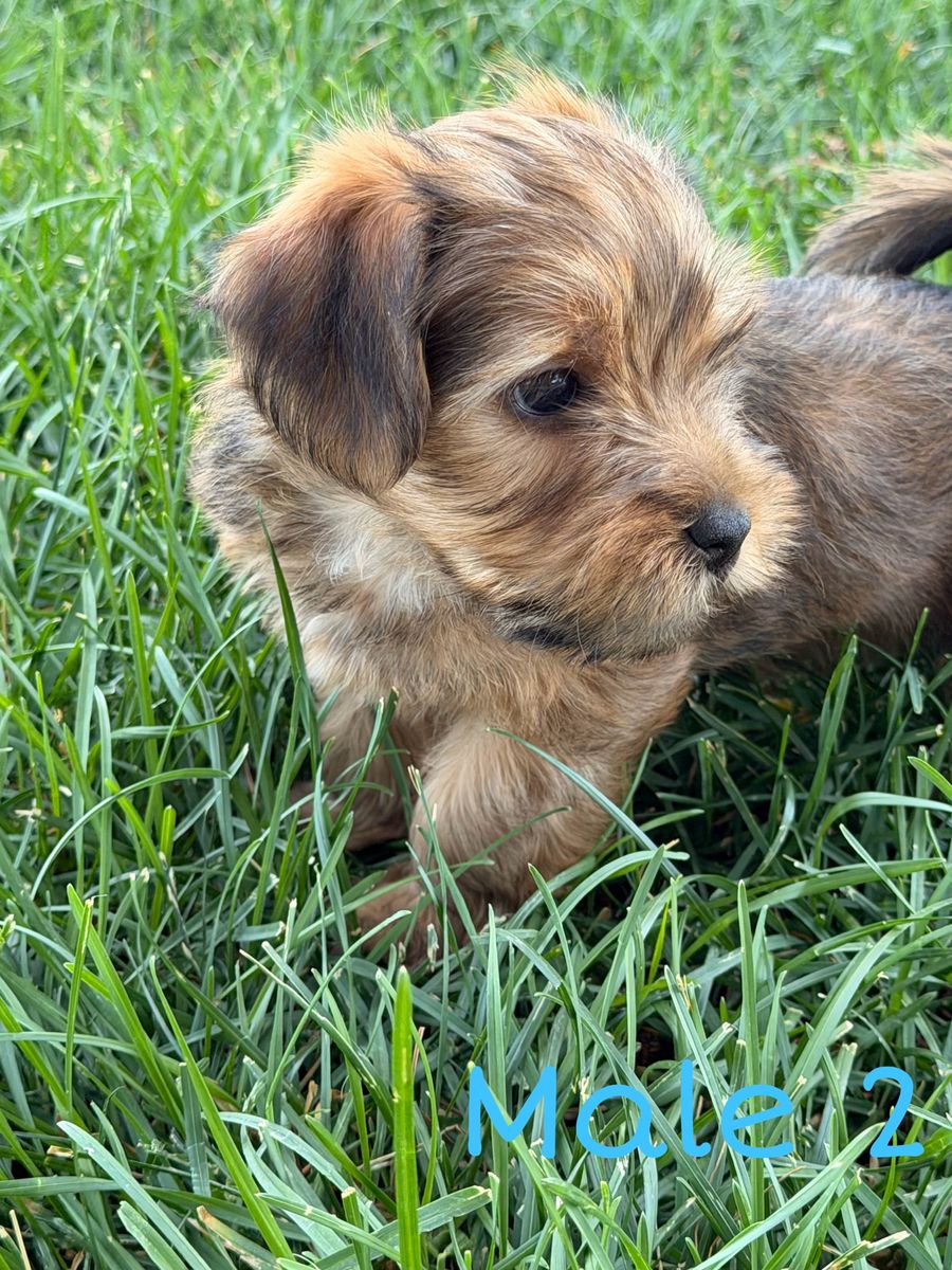 Adorable Yorkshire Terrier Puppies