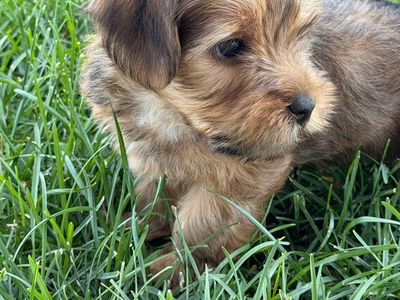 Adorable Yorkshire Terrier Puppies