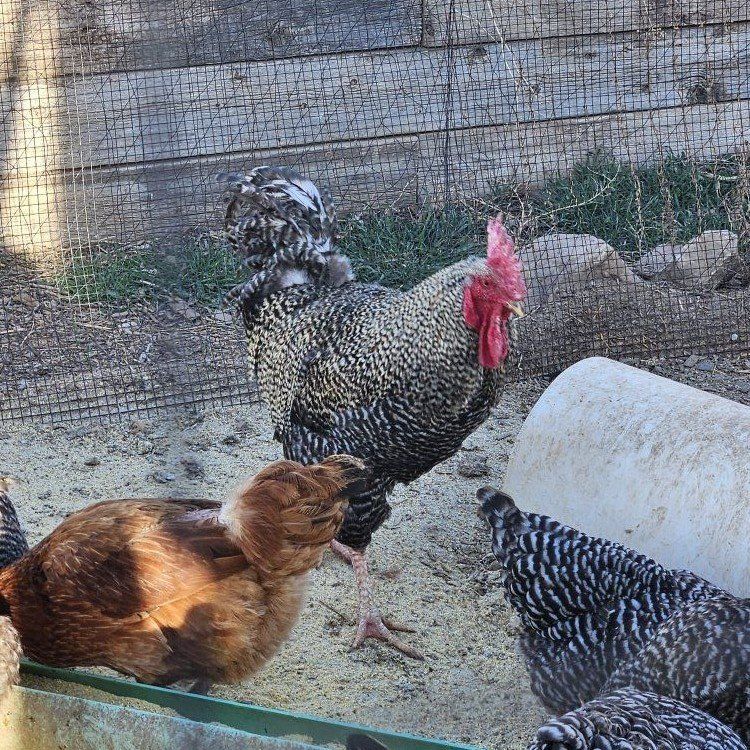 Barred Rock Rooster