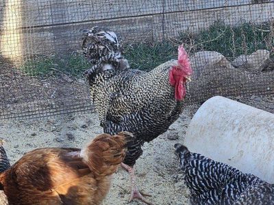 Barred Rock Rooster