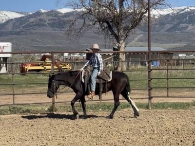 Little Ranch Mare