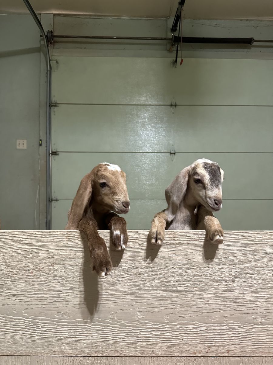 Nubian Buckling Goats