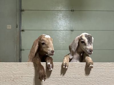 Nubian Buckling Goats