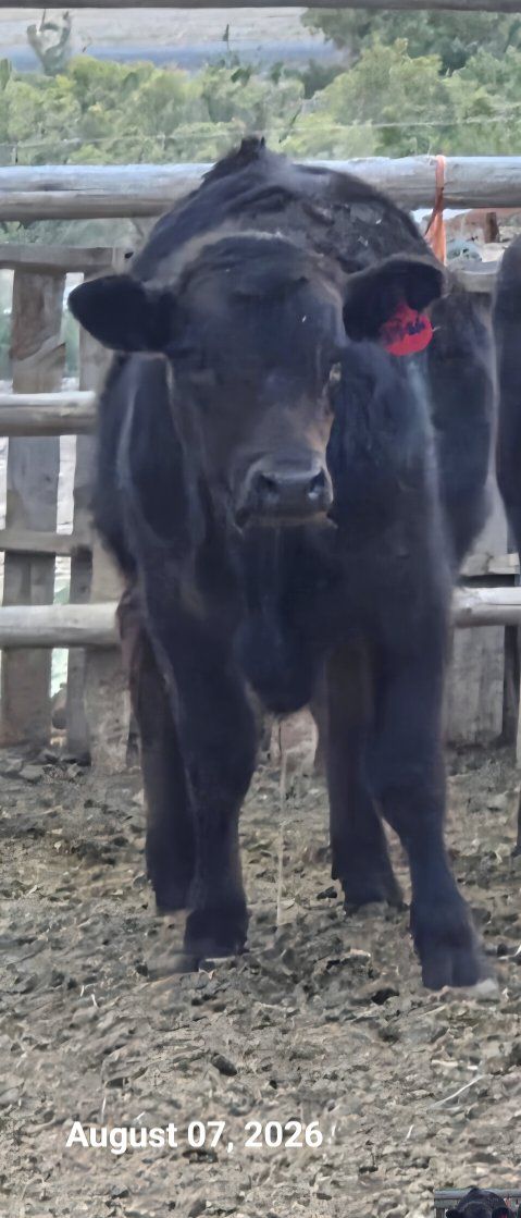 Black Angus Bull Calf.