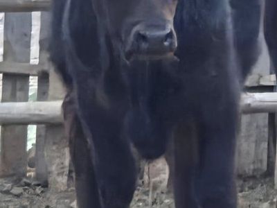 Black Angus Bull Calf.