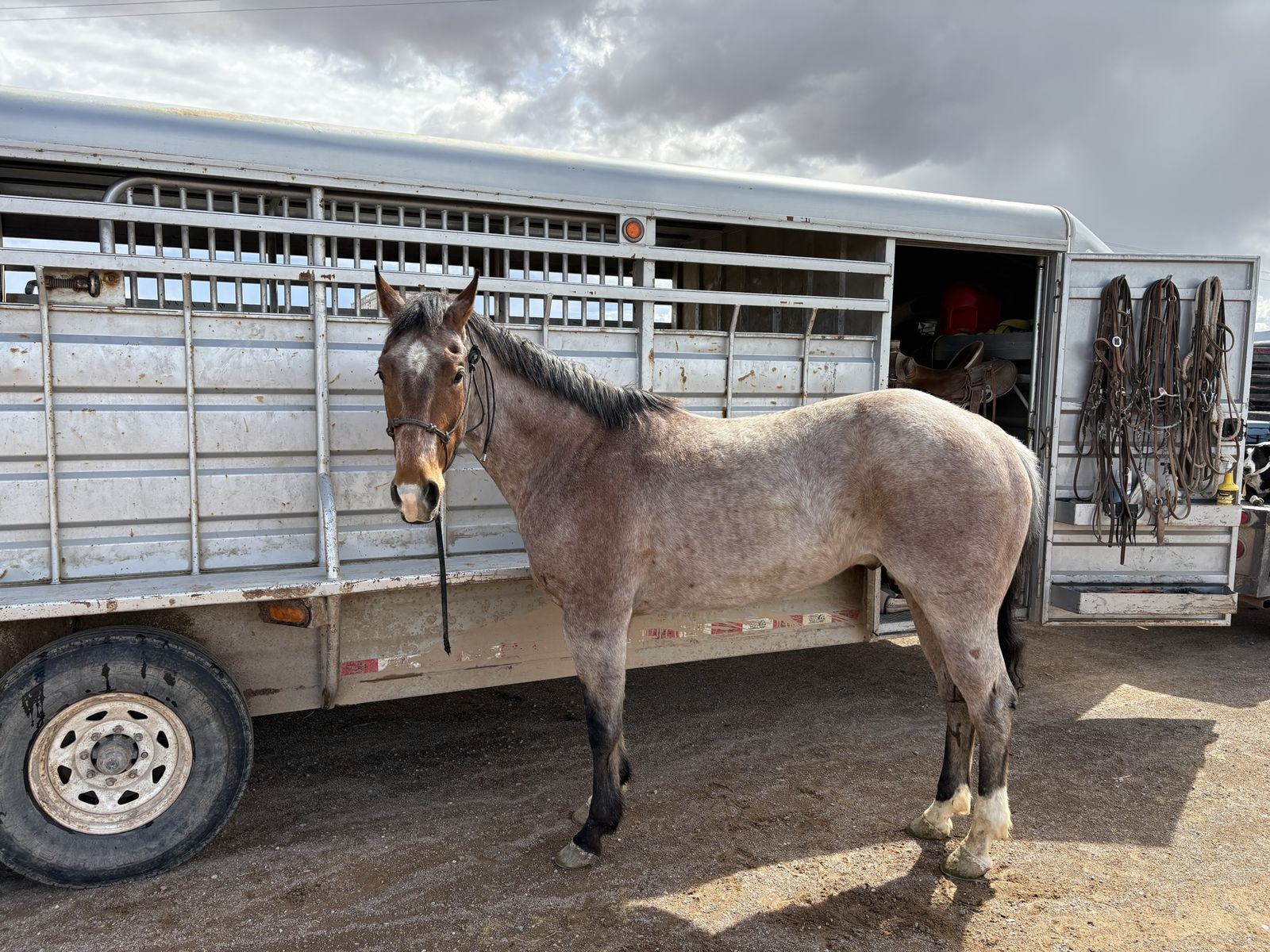 3 Year Old Gelding