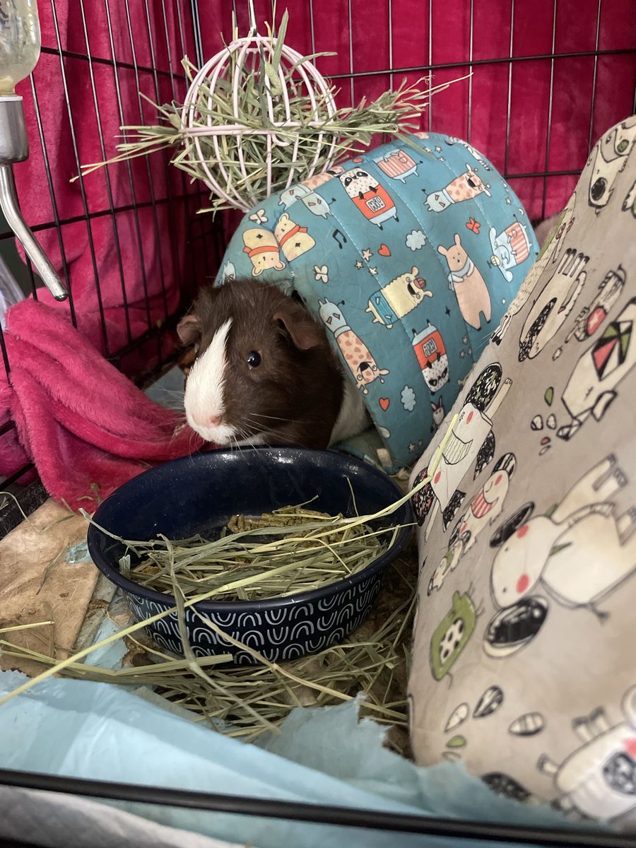 Two male bonded guinea pigs