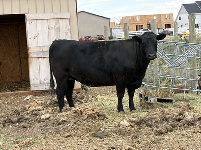 Black Angus Heifer 2 years old