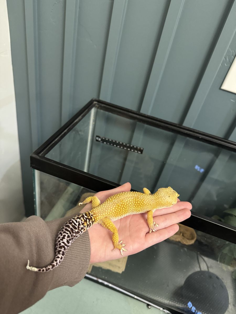 Leopard Gecko And Supplies