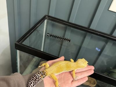 Leopard Gecko And Supplies