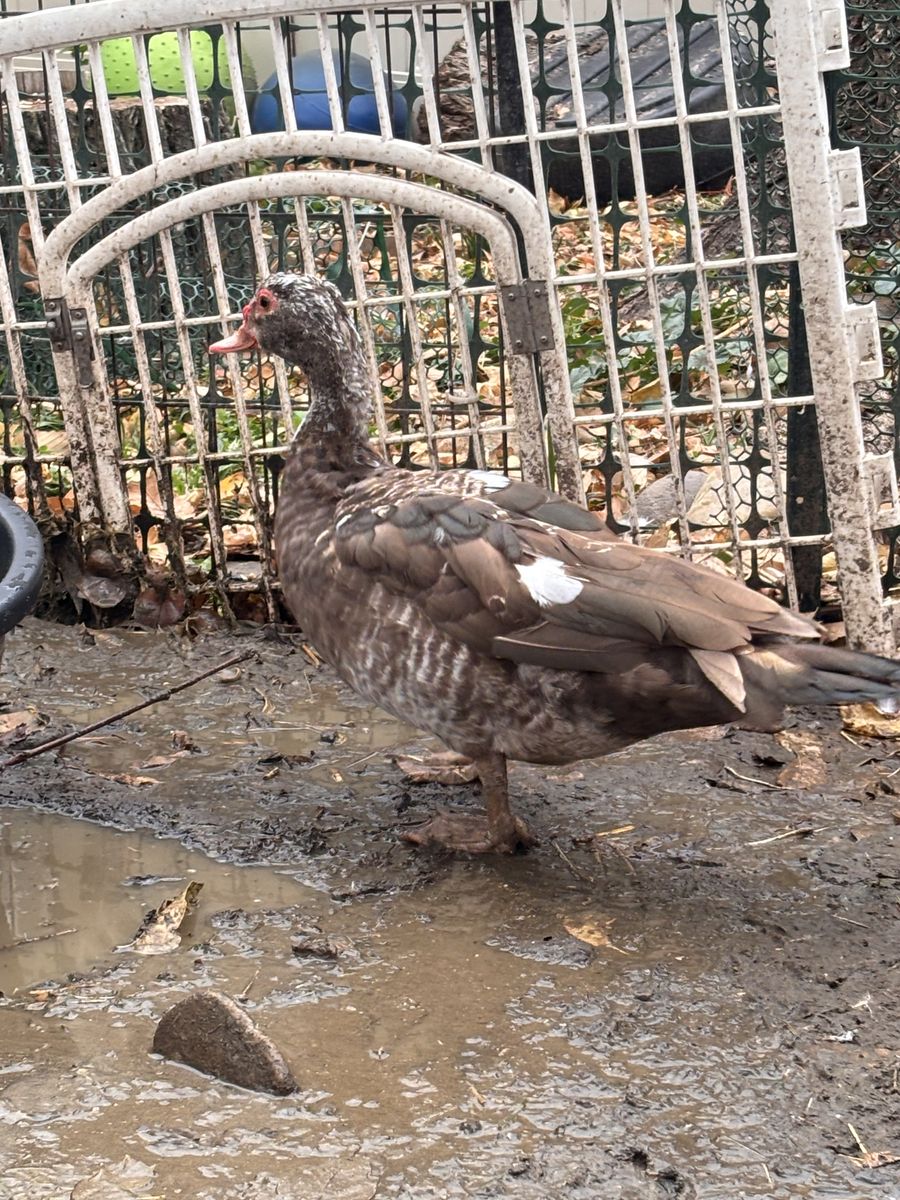 Female Muscovy Duck
