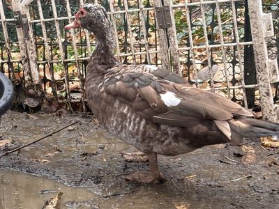 Female Muscovy Duck