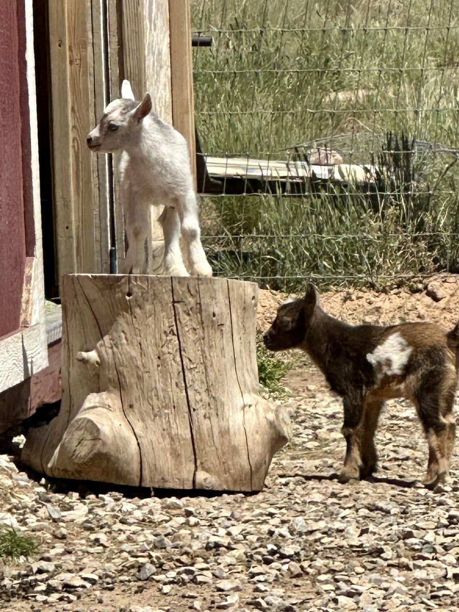 ADGA Registerable Nigerian Dwarf Goats
