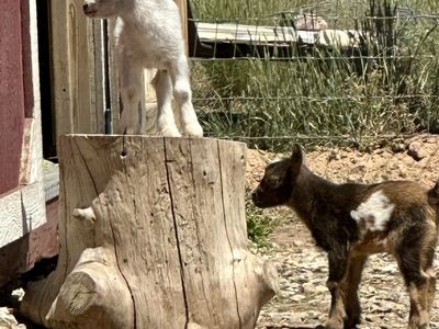 ADGA Registerable Nigerian Dwarf Goats