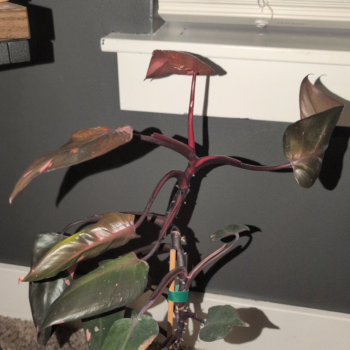 Pink Princess Philodendron