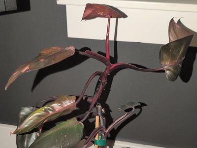 Pink Princess Philodendron