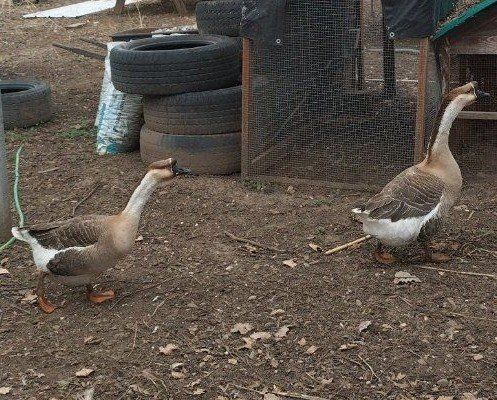 FERTILIZED organic fresh Goose eggs geese