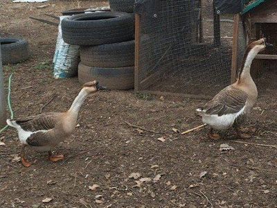 FERTILIZED organic fresh Goose eggs geese