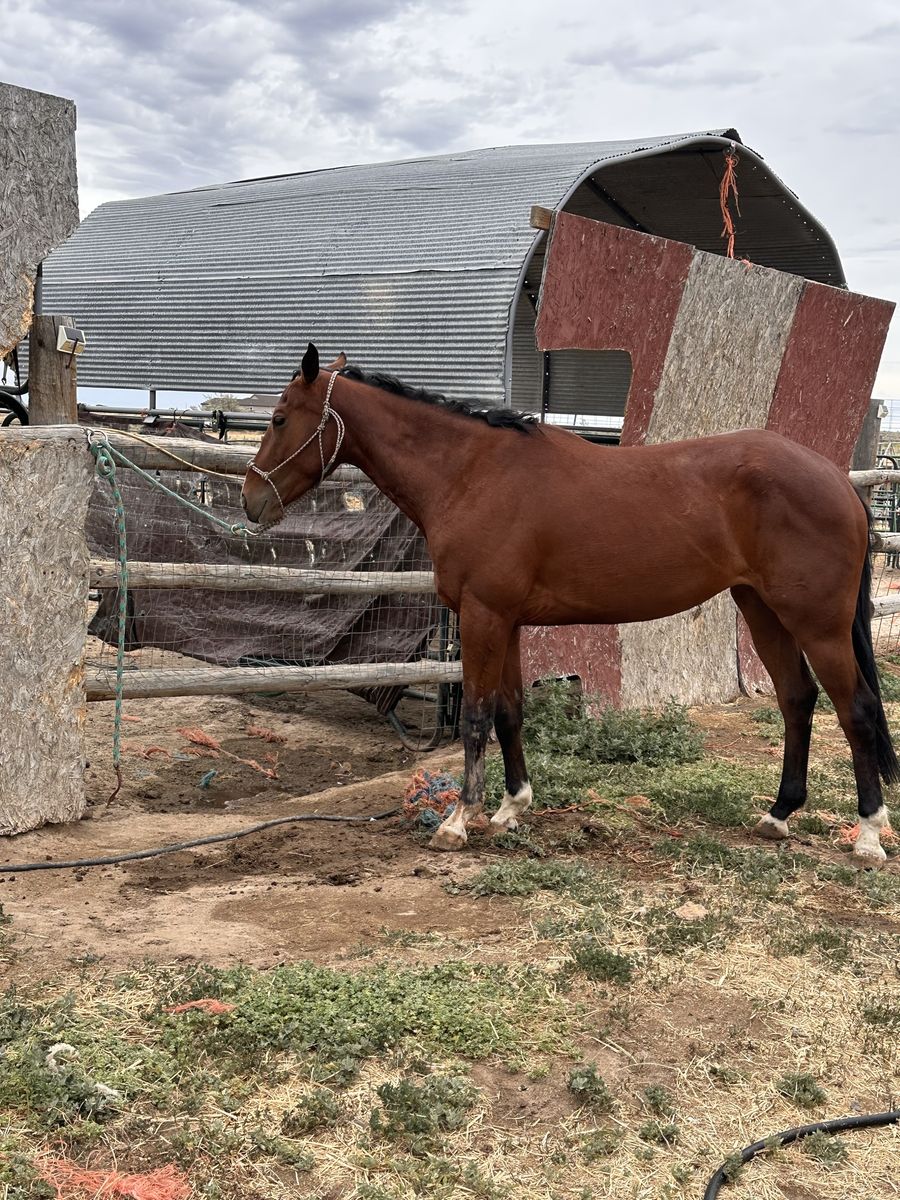 Young 3 year old Bay Filly