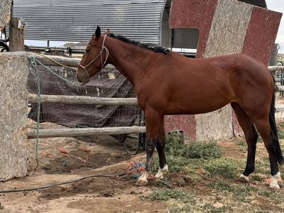 Young 3 year old Bay Filly