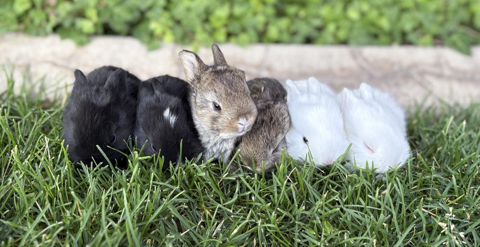 Cute little part Netherland dwarf baby bunny rabbits for sale!
