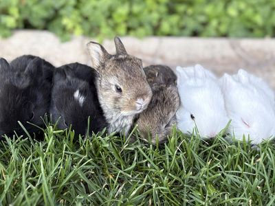 Cute little part Netherland dwarf baby bunny rabbits for sale!