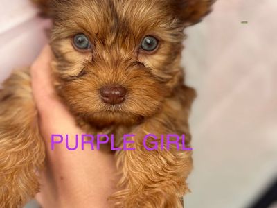 Yorkie Pups